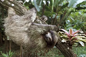 Upside: Brown-throated Three-toed Sloth - Hanging upside