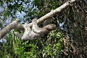 Sloths: Brown-throated Three-toed Sloth. Heath River