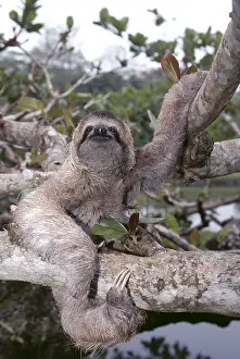 Sloth: Brown Throated Three-toed Sloth - in tree