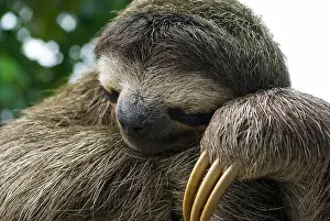 Claw: Brown-Throated Three Toed Sloth (Bradypus varie