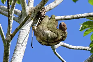 Sloths: Brown Throated Three Toed Sloth Bradypus variegates Sarapiqu