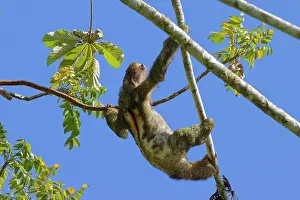 040422: Brown Throated Three Toed Sloth Bradypus variegates Sarapiqu