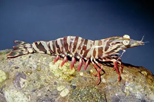 Esculentus: Brown Tiger Prawn - Raised on shrimp farms in Australia