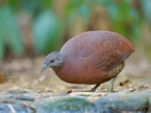 Bill Coster: Brown Tinamou Crypturellus obsoletus Atlantic Forest