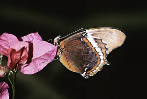 Conservatory: Brown Tipped Page Butterfly