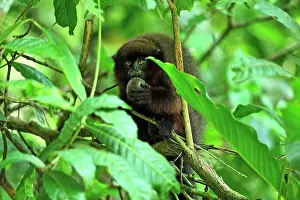 Tambopata: Brown Titi Monkey - eating a fruit Tambopata-Candamo