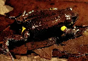 Toadlet: Brown toadlet