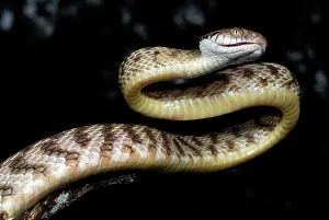 Irregularis: Brown Tree Snake