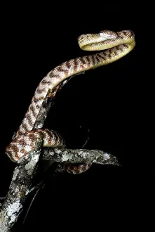 Irregularis: Brown Tree Snake