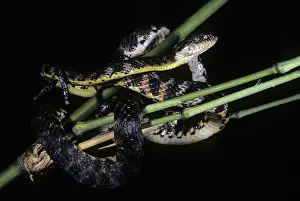 Wrapped: Brown Tree Snake