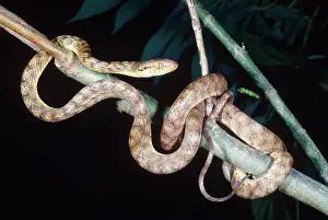 Wrapped: Brown Tree Snake
