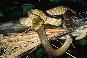 Invader: Brown Tree Snake