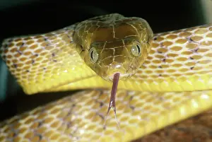 Invader: Brown Tree Snake