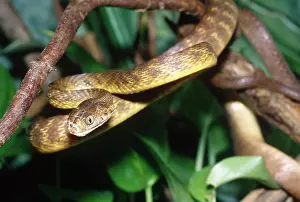 Invader: Brown Tree Snake