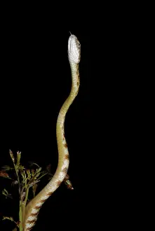 Irregularis: Brown Tree Snake