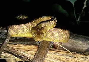 Invader: Brown Tree Snake (Boiga irregularis)