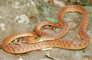 Brown Tree Snake (Boiga irregularis)