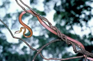 Irregularis: BROWN TREE SNAKE - on branch