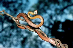 Irregularis: Brown Tree Snake - on branch