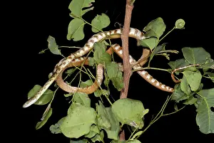 Irregularis: Brown Tree Snake foraging