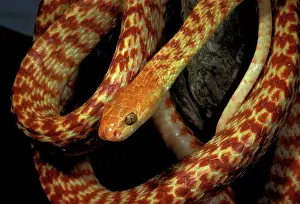 Mildly: Brown tree snake - northern or INight TigerI form