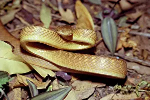 Irregularis: Brown Tree Snake - in threat posture