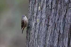 Treecreepers: Brown Treecreeper