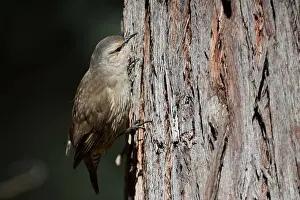 141118: Brown Treecreeper - Climbing a tree - At Chiltern
