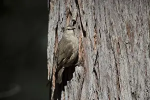 141118: Brown Treecreeper - Climbing a tree - At Chiltern