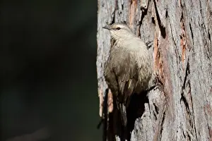 141118: Brown Treecreeper - Climbing a tree - At Chiltern