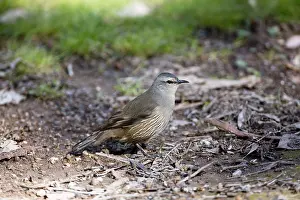141118: Brown Treecreeper - Foraging on the ground - At