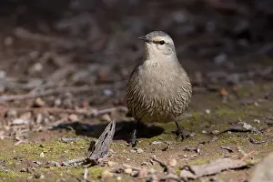 141118: Brown Treecreeper - Foraging on the ground - At