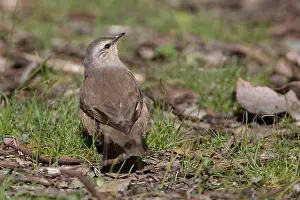 141118: Brown Treecreeper - Foraging on the ground - At