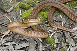 Irregularis: Brown Treesnake