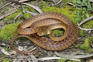Irregularis: Brown Treesnake