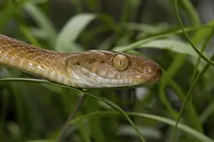 Irregularis: Brown Treesnake