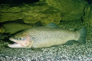 Salmo: BROWN TROUT