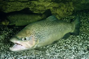 Salmo: Brown Trout
