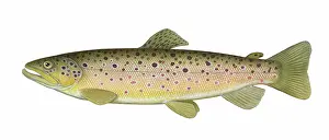 Salmo: Brown Trout