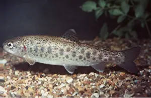 Scales: BROWN TROUT