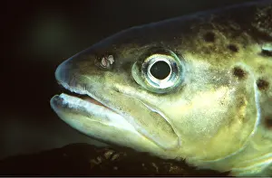 Lips: BROWN TROUT - C/U HEAD