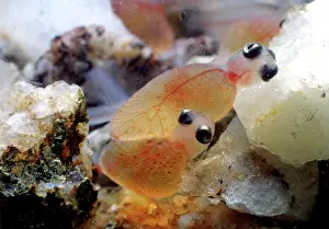 Salmo: Brown trout (Salmo trutta fario), hatching, captive