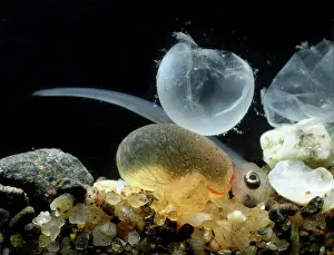 Salmo: Brown trout (Salmo trutta fario), hatching from