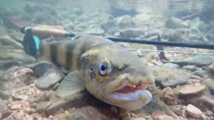 Salmo: Brown trout (Salmo trutta fario), wild trout of