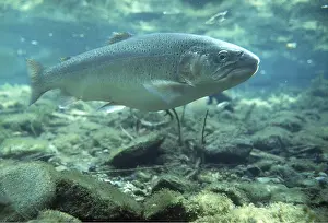 Silvery: Brown TROUT - silvery colour denotes that it could
