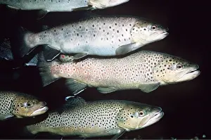 Introduced: BROWN TROUT - SMALL GROUP