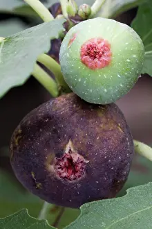 Ficus: Brown Turkey Figs