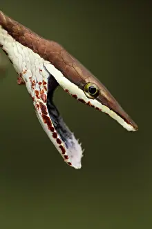 Frightening: Brown Vine Snake