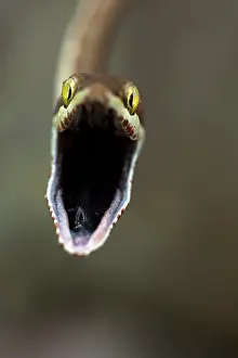 Frightening: Brown Vine Snake - rear-fanged