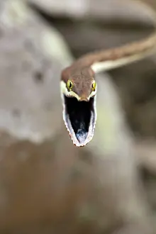 Frightening: Brown Vine Snake - rear-fanged